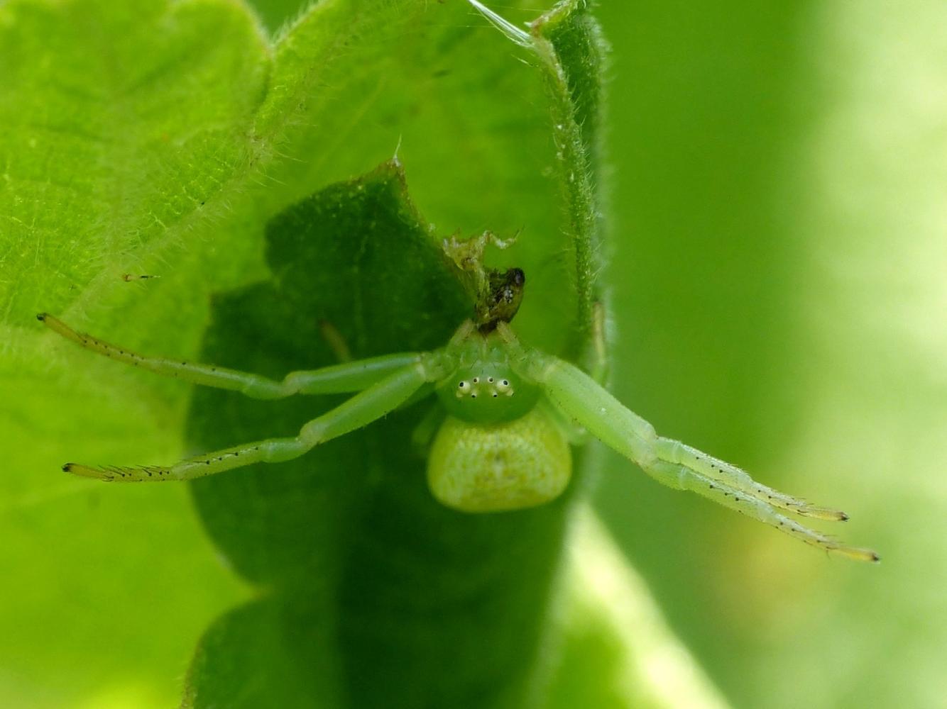 Carrellata di Ebrechtella tricuspidata - Roma